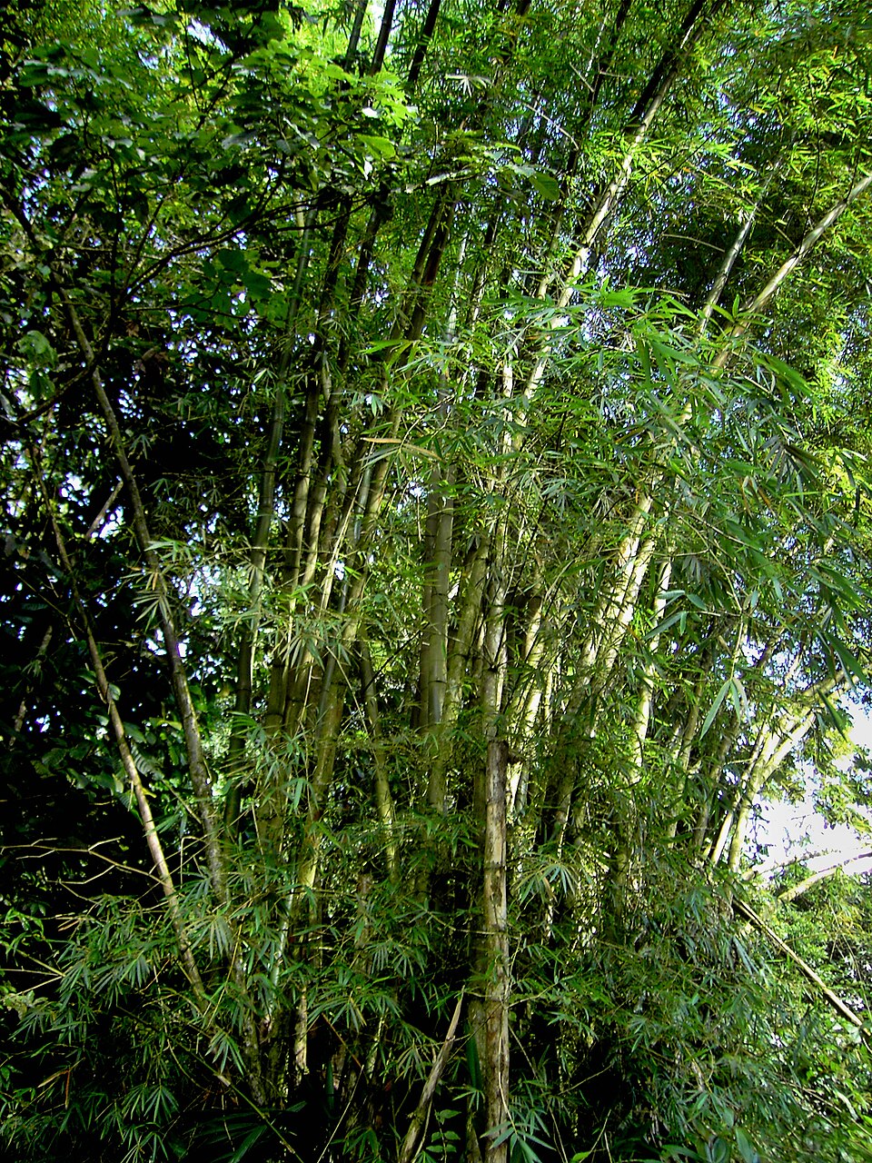 Bamboo pith / concretion