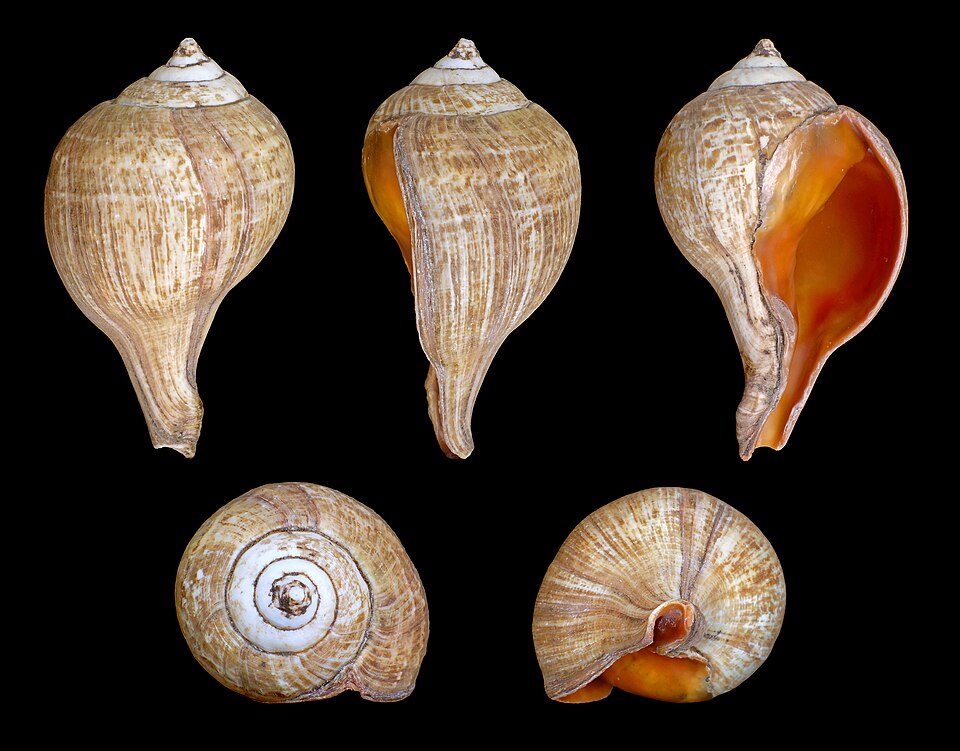 Conch shell (calcined)