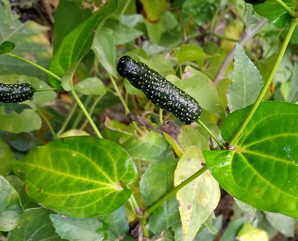Long pepper